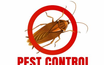 Protecting Your Health from Common Household Pests in Singapore