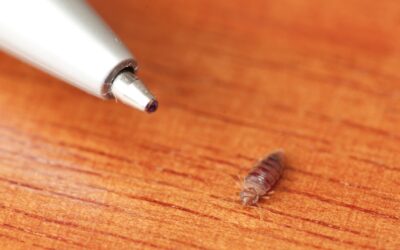 What to Know about Bed Bugs in Singapore