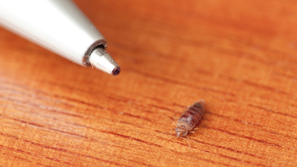 What to Know about Bed Bugs in Singapore