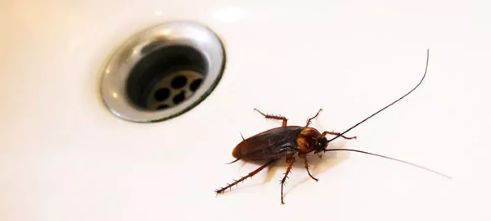 Does Your Cockroach Problem Require Professional Pest Control?